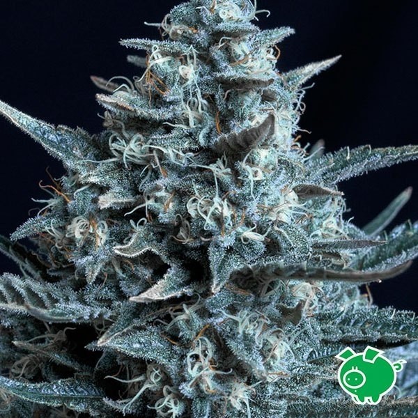 Blubonik Cannabis Plant