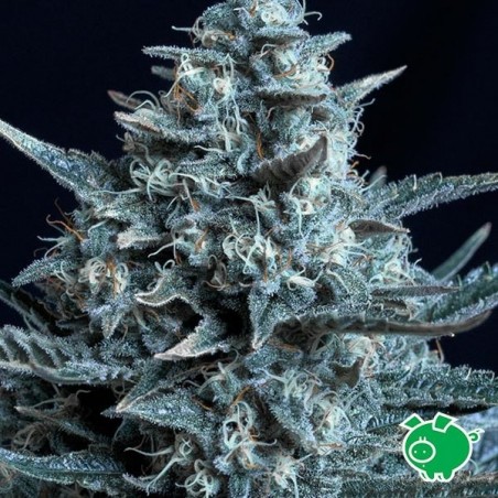 Blubonik Cannabis Plant