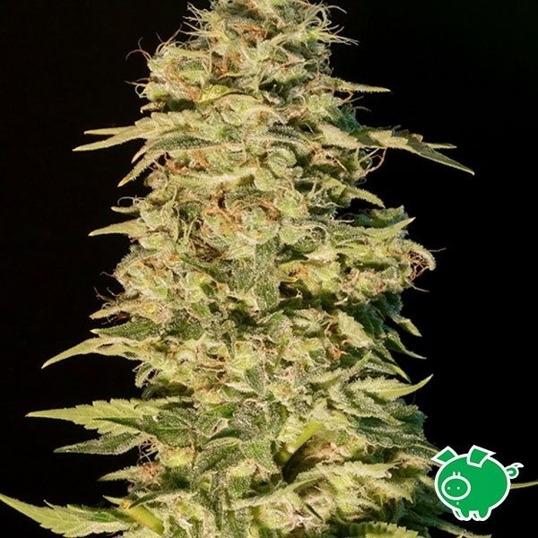 OG Lemon Bilbo cannabis plant