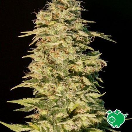 OG Lemon Bilbo cannabis plant