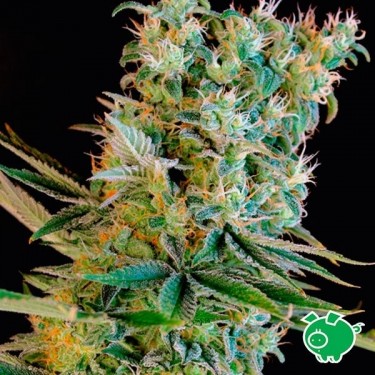 Amnesia Bilbo by Genehtik feminized - GB