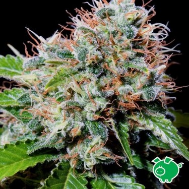 Zuri Widow cannabis plant