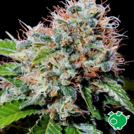 Zuri Widow cannabis plant