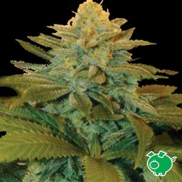 Txees Bilbo marijuana plant