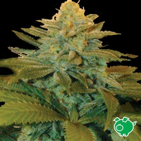Txees Bilbo marijuana plant