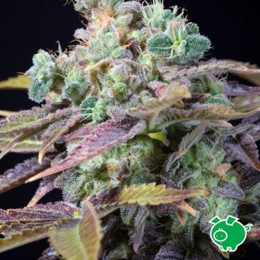 Txomango marijuana plant