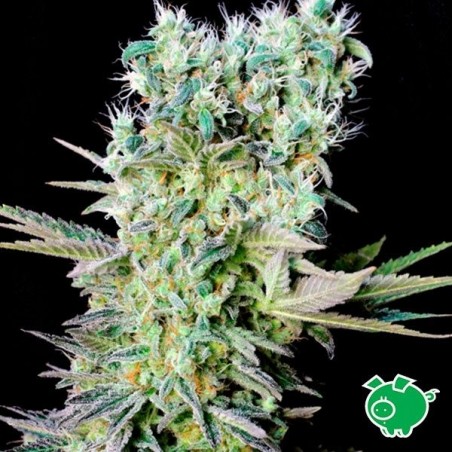 Northern Lights X marijuana plant