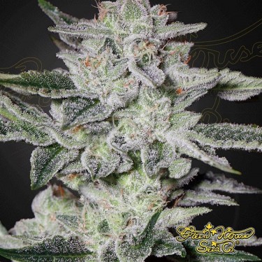 Sweet Valley Kush Cannabis Plant