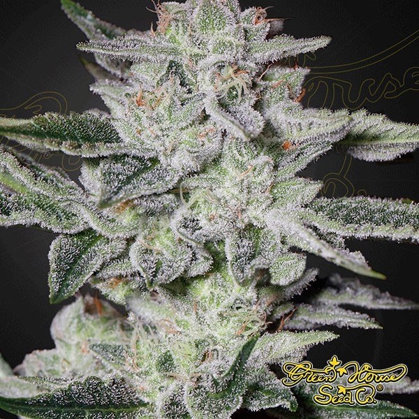 View Sweet Valley Kush Cannabis Plant