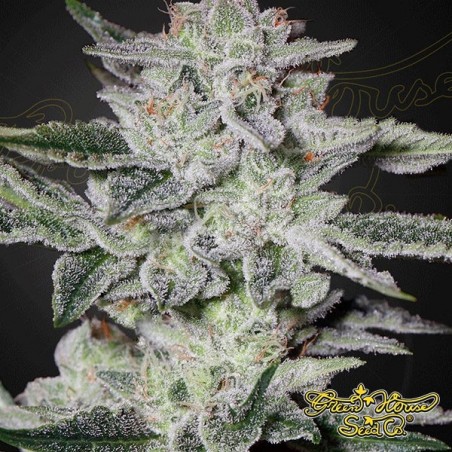 Sweet Valley Kush Cannabis Plant