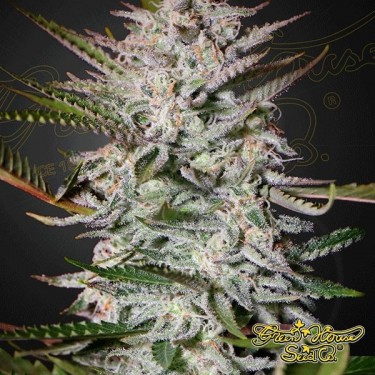 Holy Punch Cannabis Plant