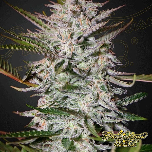 View Holy Punch Cannabis Plant