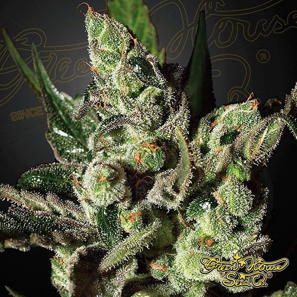 Exodus Cheese Cannabis Plant