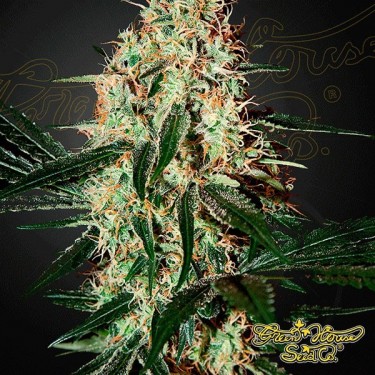 Arjan's Haze 3 marijuana plant