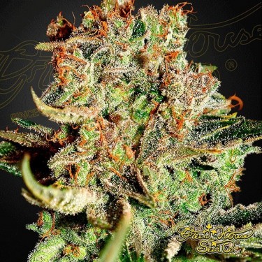 Super Bud marijuana plant