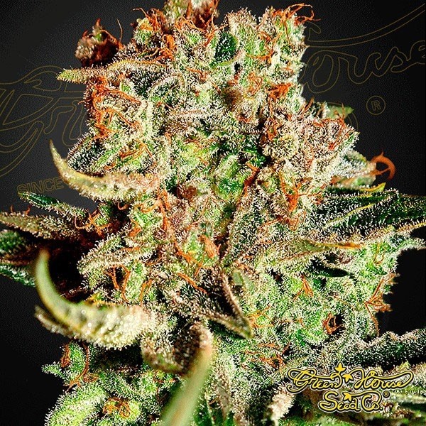 View Super Bud marijuana plant