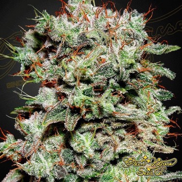 Kalashnikova cannabis plant