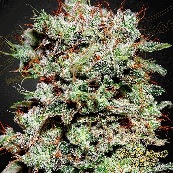 View Kalashnikova cannabis plant
