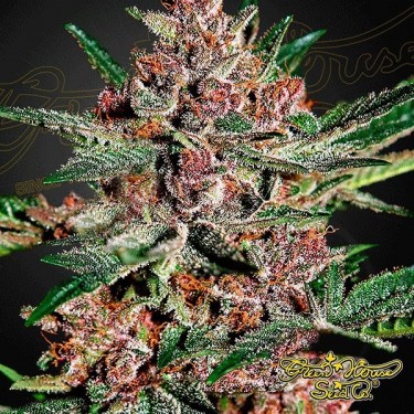 Bubba Kush Green House Seeds