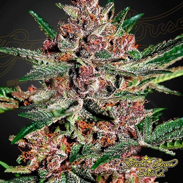 View Bubba Kush marijuana plant