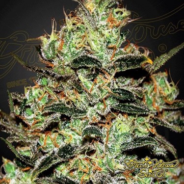 Moby Dick marijuana plant