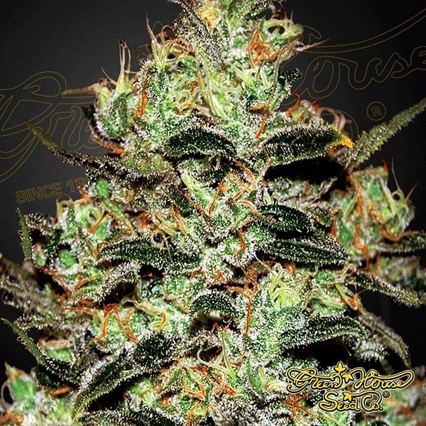 View Moby Dick marijuana plant