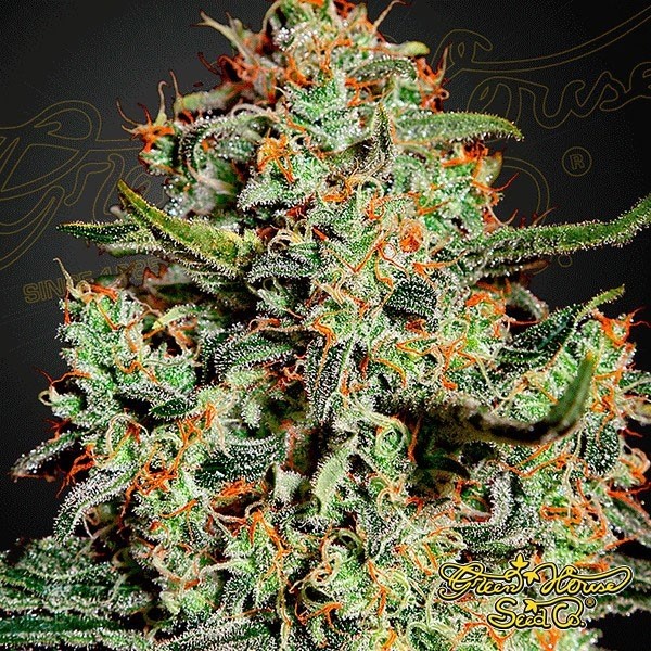 View Big Bang cannabis plant