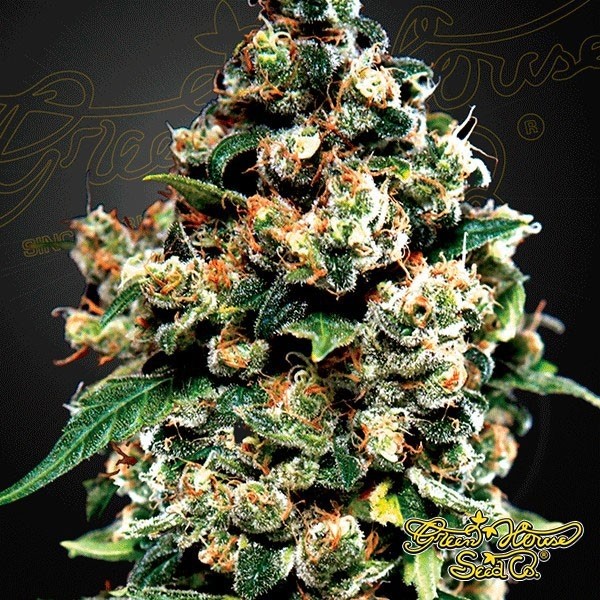 View Jack Herer marijuana plant