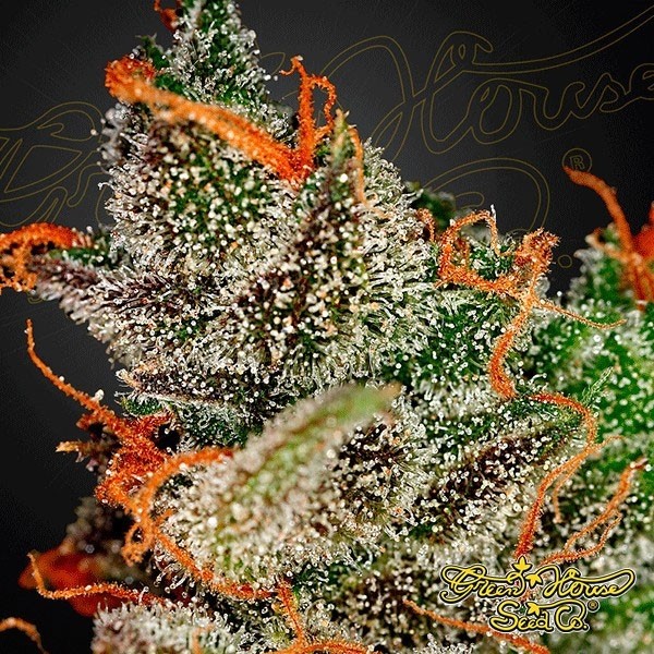 View King's Kush marijuana plant