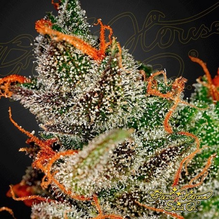 King's Kush marijuana plant