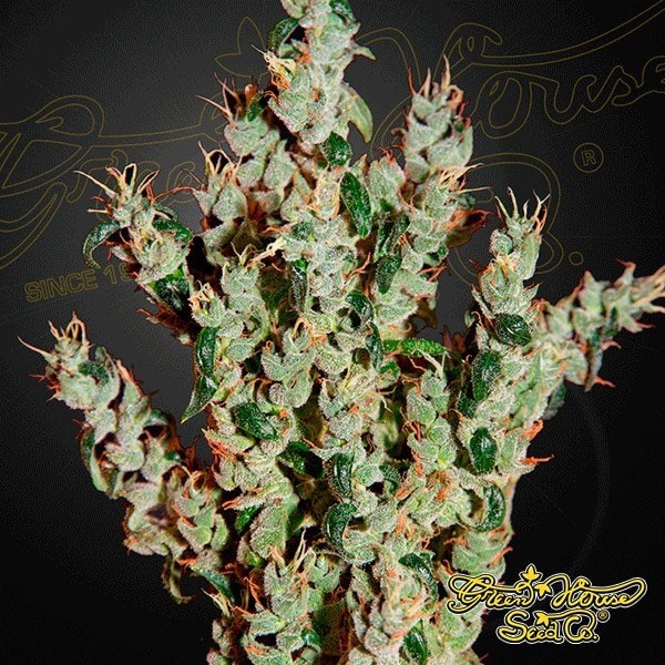 View NL5 Haze Mist cannabis plant