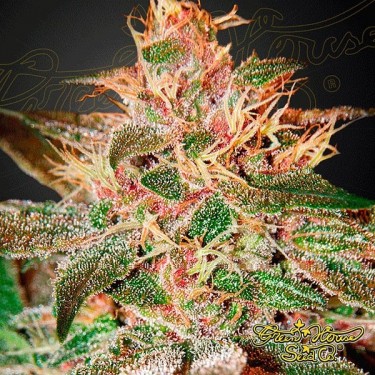 Pure Kush