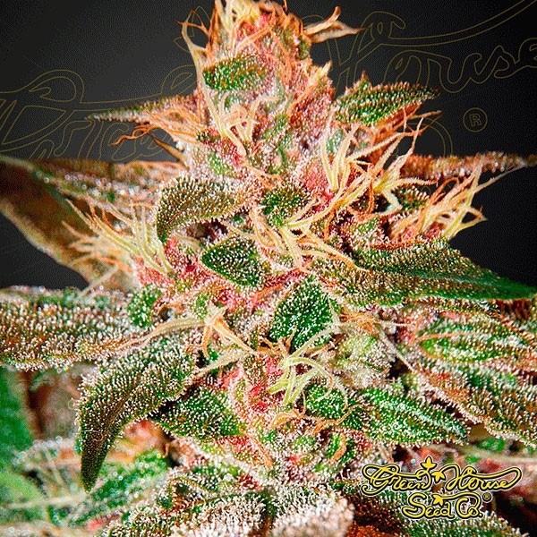 View Pure Kush cannabis plant