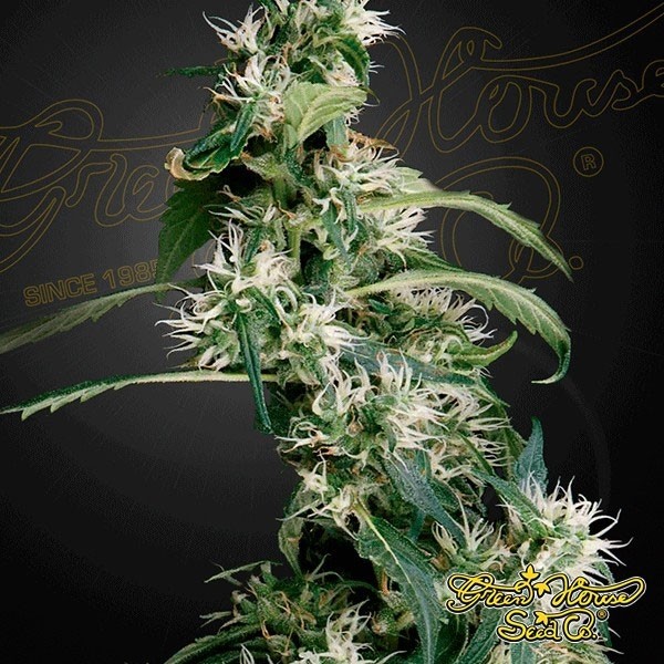 View Arjan's Ultra Haze 2 (Mango Haze) cannabis plant