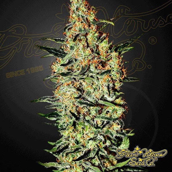 View Neville's Haze cannabis plant