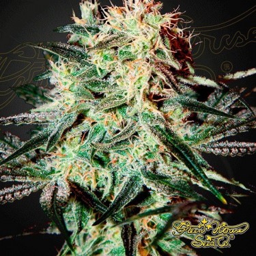 Arjan's Strawberry Haze cannabis plant