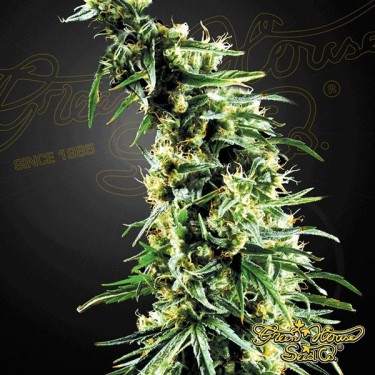 Hawaiian Snow cannabis plant