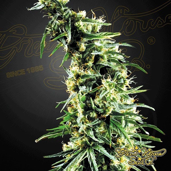 Hawaiian Snow cannabis plant