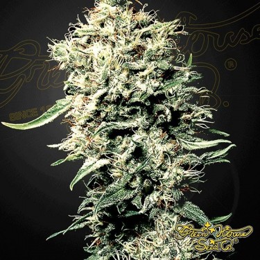 Buy White Rhino by Green House - GB