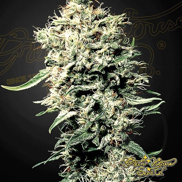 Buy White Rhino by Green House - GB