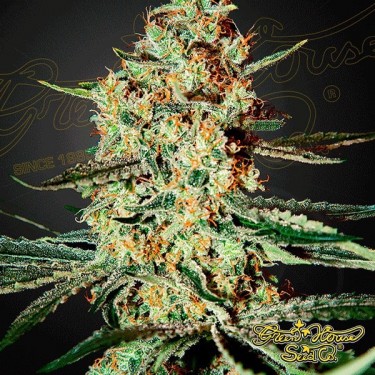 Himalaya Gold