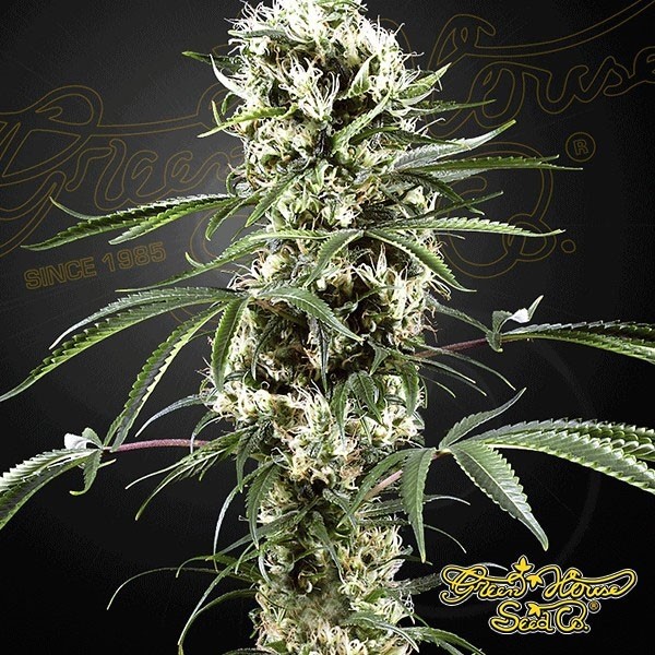 View Super Lemon Haze