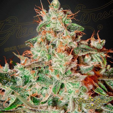 Lemon Skunk