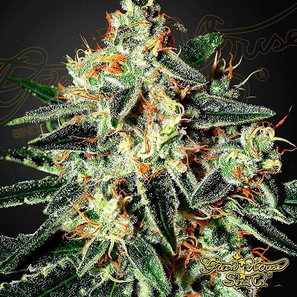 View GH Cheese marijuana plant