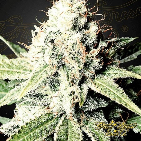 Great White Shark marijuana plant
