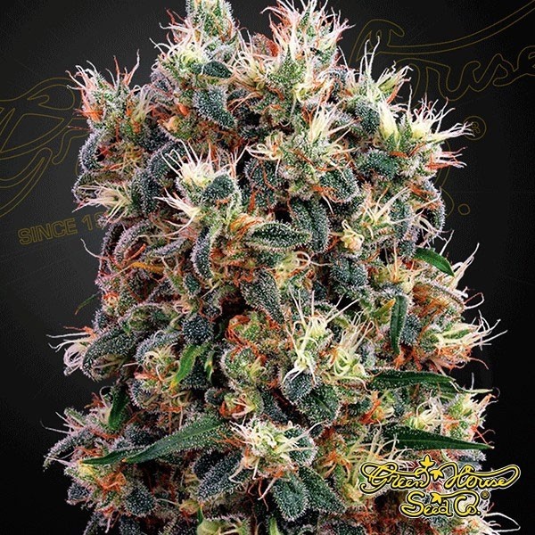 The Church marijuana plant