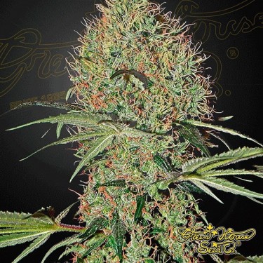 Super Bud Auto Cannabis Plant