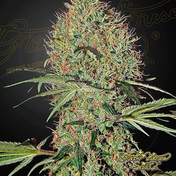 View Super Bud Auto Cannabis Plant