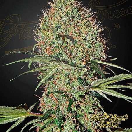 Super Bud Auto Cannabis Plant