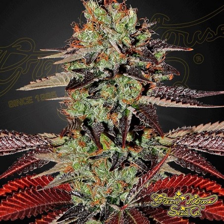 Kings Kush Auto Cannabis Plant